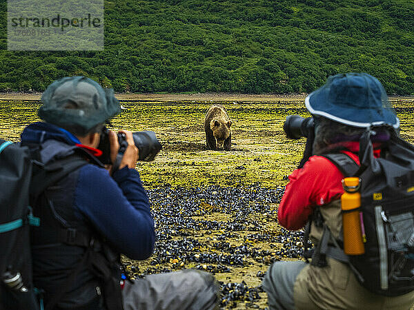 Fotografen mit Küstenbraunbären (Ursus arctos horribilis) beim Graben von Muscheln bei Ebbe im Geographic Harbor  Katmai National Park and Preserve; Alaska  Vereinigte Staaten von Amerika