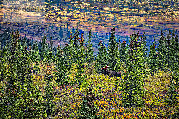 Elchbulle (Alces alces) in einem borealen Wald mit herbstlich gefärbter Tundra am Berghang im Hintergrund  Denali National Park and Preserve  Inneres Alaska; Alaska  Vereinigte Staaten von Amerika