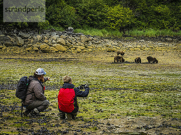 Fotografen mit Küstenbraunbären (Ursus arctos horribilis)  die bei Ebbe im Geographic Harbor  Katmai National Park and Preserve  Alaska  Vereinigte Staaten von Amerika  nach Muscheln grasen