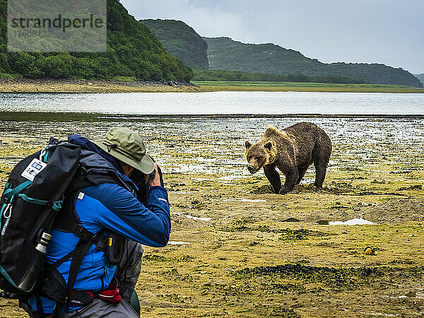 Fotograf und Küstenbraunbär (Ursus arctos horribilis) beim Graben von Muscheln bei Ebbe im Geographic Harbor  Katmai National Park and Preserve; Alaska  Vereinigte Staaten von Amerika