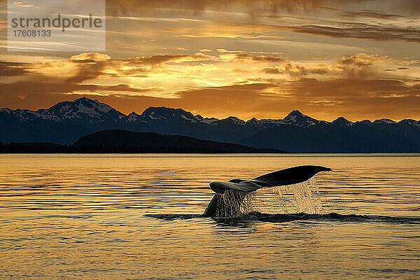 Buckelwal (Megaptera novaeangliae)  der bei Sonnenuntergang auftaucht  mit Wasser  das von seiner Fluke abfließt  und den Silhouetten der Chilkat Mountains im Hintergrund  Lynn Canal  Inside Passage  Alaska  USA; Alaska  Vereinigte Staaten von Amerika