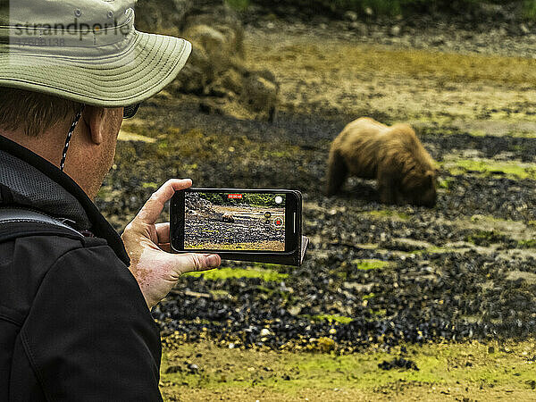 Ein Mann hält ein Smartphone in der Hand und fotografiert einen Küsten-Braunbären (Ursus arctos horribilis) beim Graben von Muscheln bei Ebbe im Geographic Harbor  Katmai National Park and Preserve; Alaska  Vereinigte Staaten von Amerika