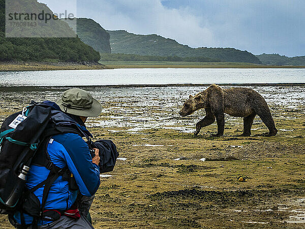 Fotograf und Küstenbraunbär (Ursus arctos horribilis) beim Graben von Muscheln bei Ebbe im Geographic Harbor  Katmai National Park and Preserve; Alaska  Vereinigte Staaten von Amerika