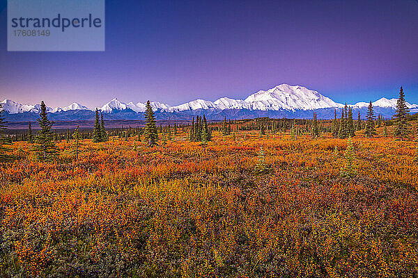 Der Mount Denali (McKinley) leuchtet bei Sonnenaufgang. Herbstlich gefärbte Tundra im Vordergrund im Denali National Park and Preserve  Interior Alaska; Alaska  Vereinigte Staaten von Amerika