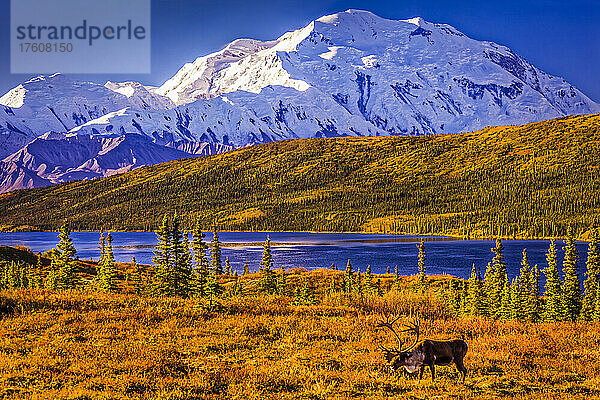 Karibu-Bulle (Rangifer tarandus) beim Fressen in der herbstlich gefärbten Tundra mit Mount Denali (McKinley) und Wonder Lake im Hintergrund  Denali National Park and Preserve  Inneres Alaska; Alaska  Vereinigte Staaten von Amerika