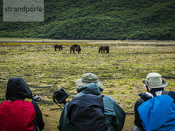 Bärenbeobachtung  Küstenbraunbären (Ursus arctos horribilis)  die bei Ebbe im Geographic Harbor  Katmai National Park and Preserve  Alaska  Vereinigte Staaten von Amerika  nach Muscheln grasen