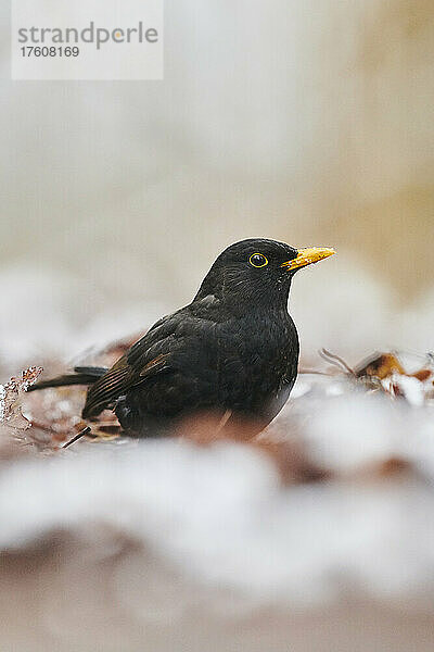 Porträt einer Amsel (Turdus merula)  die auf dem Boden auf nassen Blattresten steht; Bayern  Deutschland