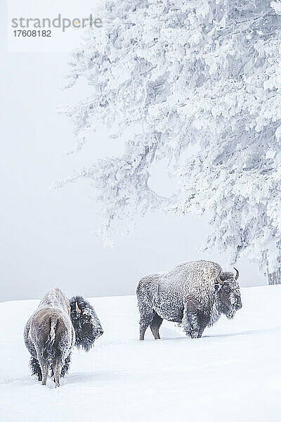 Zwei schneebedeckte Bisons (Bison bison) stehen zusammen auf einem Feld neben Koniferen im Morgennebel im Winter; Yellowstone National Park  Vereinigte Staaten von Amerika