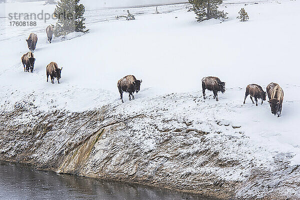 Eine Herde von Bisons (Bison bison) entlang des Firehole River im Yellowstone National Park; Vereinigte Staaten von Amerika