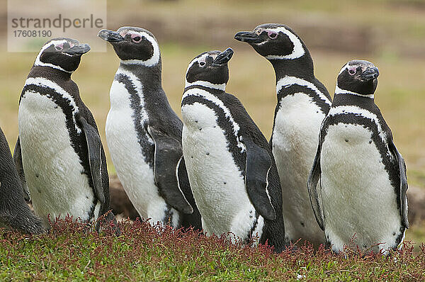 Magellanpinguine (Spheniscus magellanicus) stehen im Gras und schauen sich an; Antarktis