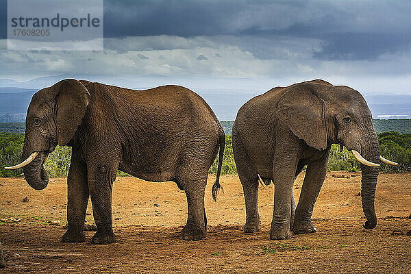 Zwei afrikanische Elefanten (Loxodonta) stehen in der Savanne Rücken an Rücken unter einem stürmischen Himmel im Addo Elephant National Park; Ostkap  Südafrika