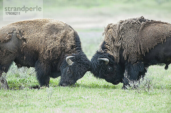 Ein Paar amerikanischer Bisonbullen (Bison bison) stößt sich auf einem grasbewachsenen Feld die Köpfe; Yellowstone National Park  Wyoming  Vereinigte Staaten von Amerika