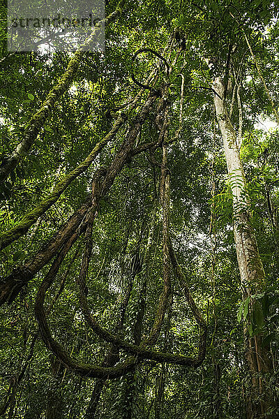 Ein Gewirr von Lianen streckt sich im Gunung Mulu National Park  Sarawak  Borneo  Malaysia  dem Dschungeldach entgegen.