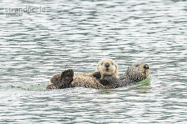 Nahaufnahme eines jungen Seeotters (Enhydra lutris)  der in die Kamera schaut und im Wasser liegt  im Glacier Bay National Park; Südost-Alaska  Alaska  Vereinigte Staaten von Amerika