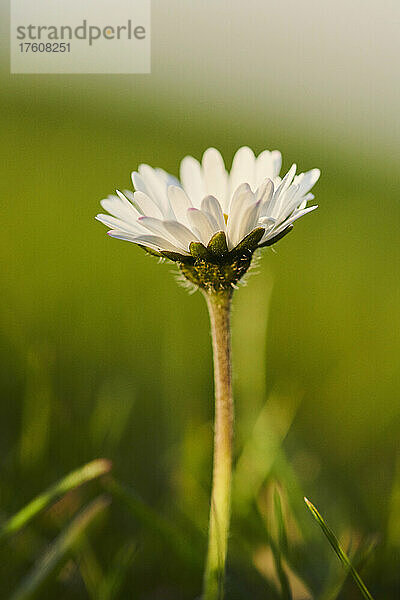 Gänseblümchen (Bellis perennis) auf einer Wiese; Bayern  Deutschland