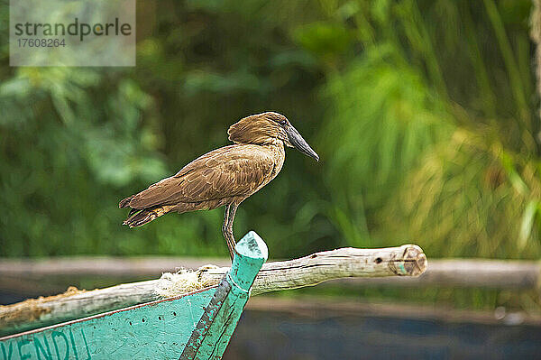 Hamerkop (Scopus umbretta)  stehend auf einem Boot am Ufer des Viktoriasees  in der Nähe von Kisumu  Westkenia; Kenia