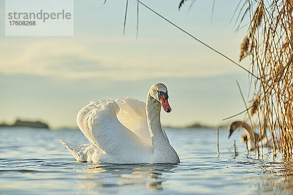 Höckerschwan (Cygnus olor) Porträt  schwimmend auf der Donau; Oberpfalz  Bayern  Deutschland