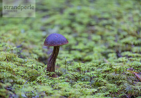 Ein Pilz  der in grünem Laub auf dem Boden wächst; British Columbia  Kanada