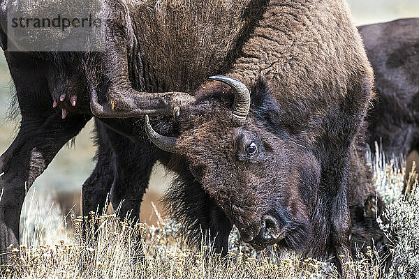 Eine amerikanische Bisonkuh (Bison bison) steht auf einem Feld und kratzt sich mit ihrem Hinterbein am Kopf; Yellowstone National Park  Vereinigte Staaten von Amerika