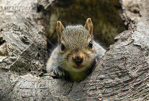 Nahaufnahme eines Eichhörnchens  das in einem Baumloch sitzt und in die Kamera schaut; South Shields  Tyne and Wear  England