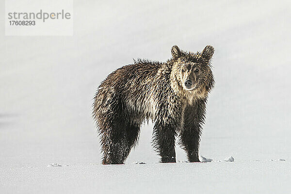 Porträt eines Braunbärenjungen (Ursus arctos) auf einem schneebedeckten Feld an einem sonnigen Tag im Yellowstone National Park; Wyoming  Vereinigte Staaten von Amerika