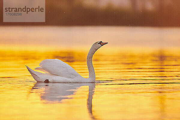 Höckerschwan (Cygnus olor) beim Schwimmen auf dem Fluss Danubia bei Sonnenuntergang; Bayern  Deutschland