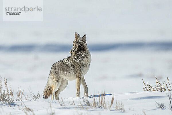 Kojote (Canis latrans) in einem verschneiten Salbeibuschfeld (Artemisia tridentata) mit erhobenem Kopf und geöffnetem Maul  in die Luft heulend; Yellowstone National Park  Vereinigte Staaten von Amerika