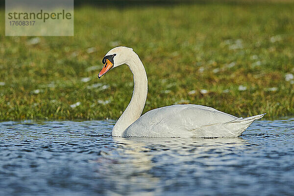 Höckerschwan (Cygnus olor) beim Schwimmen in der Donau an einem sonnigen Tag; Oberpfalz  Bayern  Deutschland