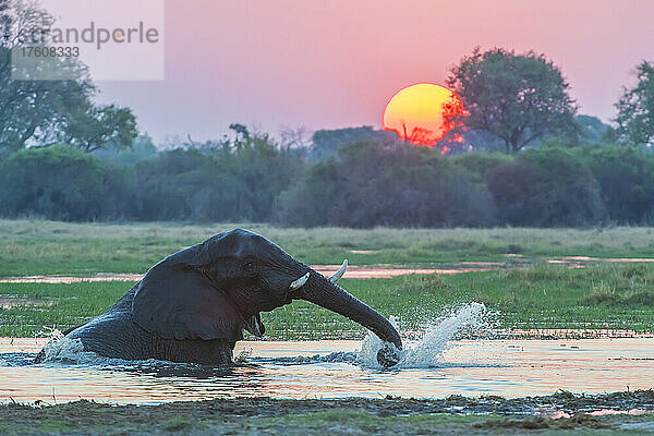 Afrikanischer Buschelefant (Loxodonta africana) untergetaucht im Fluss  der seinen Rüssel verspritzt und im Wasser trinkt  während die Sonne hinter den Bäumen untergeht; Okavango-Delta  Botswana