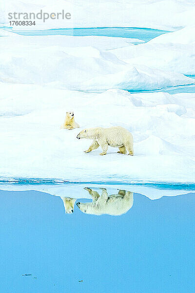 Spiegelung von Eisbärenmutter und -baby (Ursus maritimus)  Eisbärenpass im Lancaster Sound.