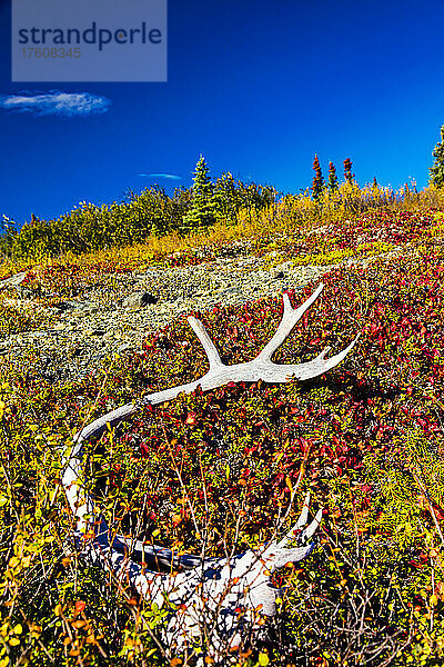 Karibu-Geweih auf der herbstlich gefärbten Tundra liegend; Denali National Park and Preserve  Interior Alaska  Alaska  Vereinigte Staaten von Amerika