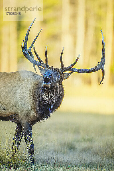 Ein schreiender Elch (Cervus canadensis) bei Sonnenuntergang; Wyoming  Vereinigte Staaten von Amerika