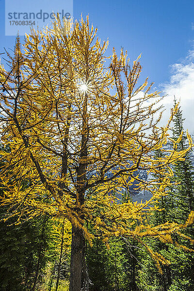 Goldene Lärchen mit Sonnenaufgang am Eiffel Lake Trail im Banff National Park; Alberta  Kanada