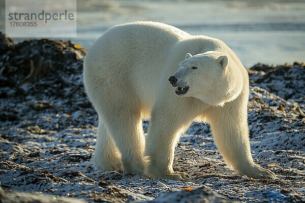 Eisbär (Ursus maritimus) steht am Ufer und schaut zurück; Arviat  Nunavut  Kanada