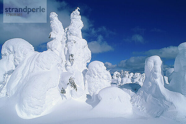 Schneegespenster  Sun Peaks  British Columbia  Kanada