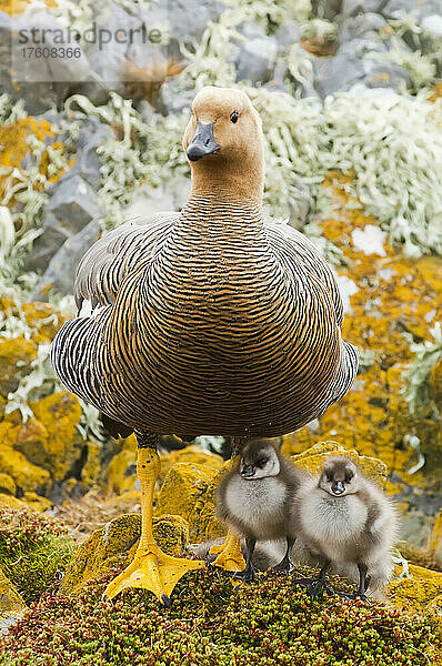 Porträt einer Kelpgans (Chloephaga hybrida) und ihrer wuscheligen Gänseküken auf den mit Flechten und Algen bewachsenen Felsen entlang der Küste; Falklandinseln  Antarktis