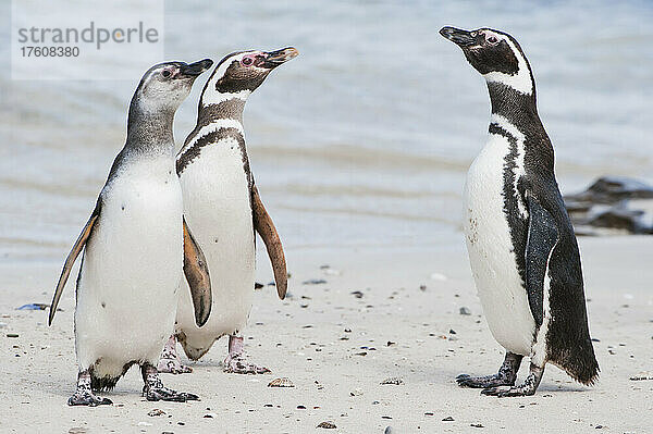 Drei Magellanpinguine (Spheniscus magellanicus) stehen zusammen an einem Strand am Wasser; Antarktis