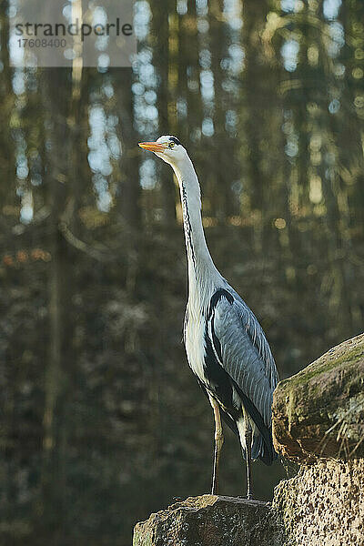 Graureiher (Ardea cinerea) auf einem Felsen stehend; Bayern  Deutschland