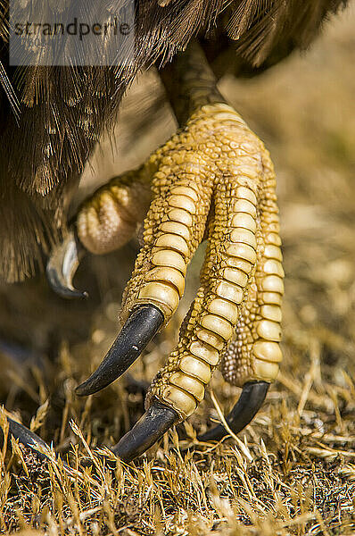 Nahaufnahme des Fußes eines gestreiften Karakaras (Phalcoboenus australis); Falklandinseln  Antarktis
