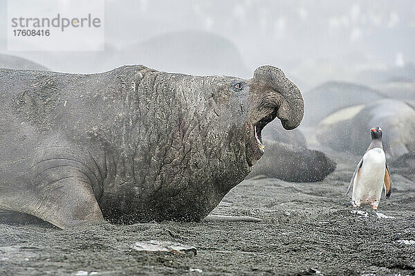 Nahaufnahme eines südlichen Seeelefantenbullen (Mirounga leonina) am Strand  der einen vorbeiziehenden Eselspinguin (Pygoscelis papua) anknurrt; Insel Südgeorgien  Antarktis