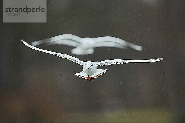 Lachmöwen (Chroicocephalus ridibundus) im Wintergefieder im Flug; Bayern  Deutschland