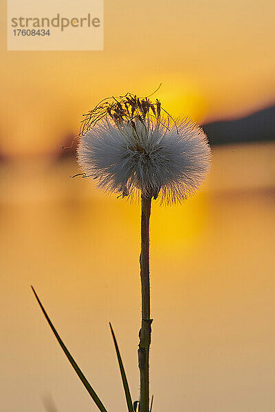 Huflattich (Tussilago farfara) - Samenkopf vor einem Sonnenuntergangshimmel; Oberpfalz  Bayern  Deutschland