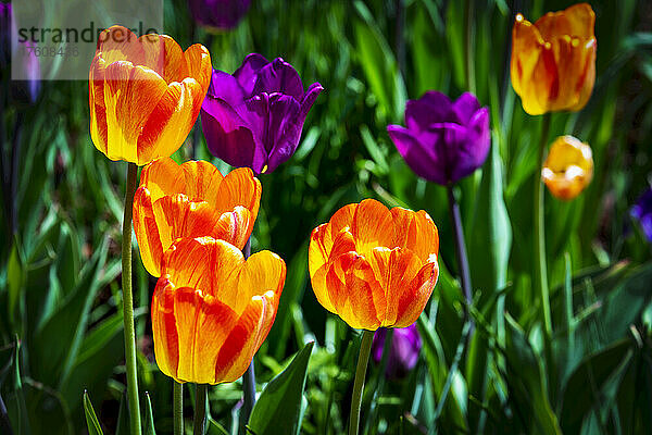 Eine Gruppe von bunten Tulpen in einem Blumengarten; Calgary  Alberta  Kanada