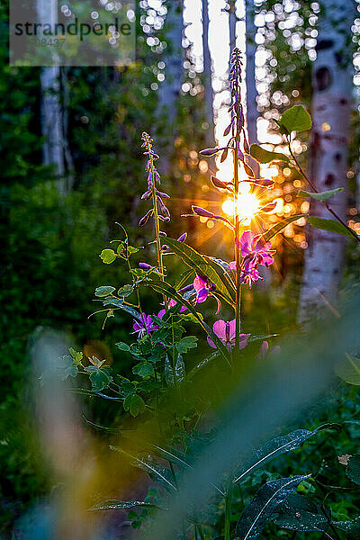 Eine von hinten beleuchtete Blume in einem Espenwald.