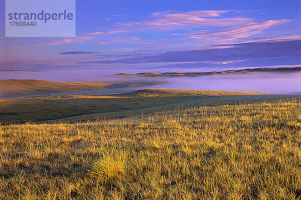 Grasland  Grasslands National Park  Saskatchewan  Kanada