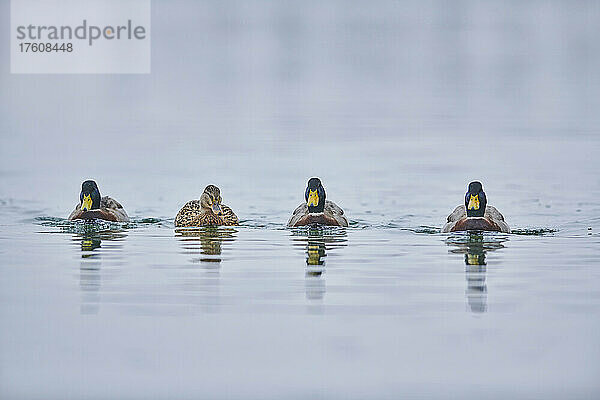 Stockente (Anas platyrhynchos)  weiblich  schwimmend zwischen vier männlichen Stockenten auf einem See; Bayern  Deutschland