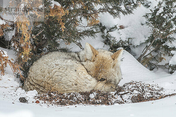 Ein schläfriger Kojote (Canis latrans)  der sich unter einem Baum im Schnee zusammengerollt hat und in die Kamera blickt; Yellowstone National Park  Vereinigte Staaten von Amerika