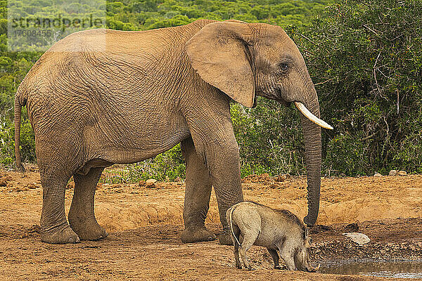 Afrikanischer Elefant (Loxodonta) neben einem Warzenschwein (Phacochoerus africanus) an einer Tränke im Addo Elephant National Park unter einem stürmischen Himmel; Ostkap  Südafrika