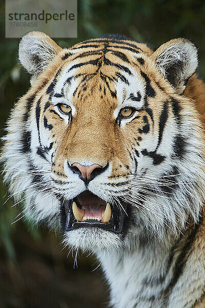 Porträt eines sibirischen Tigers (Panthera tigris tigris); Bayern  Deutschland