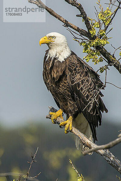 Porträt eines Weißkopfseeadlers (Haliaeetus leucocephalus)  der auf einem Ast sitzt und nach draußen schaut; Minnesota  Vereinigte Staaten von Amerika